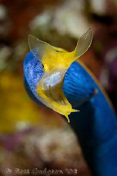 Blue Ribbon Eel.  Wakatobi, SE Sulawesi.  Canon 40D & Can... by Ross Gudgeon 